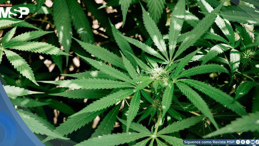 Cannabis inhalado se asociaría con una reducción de latidos cardíacos ectópicos, según estudio
