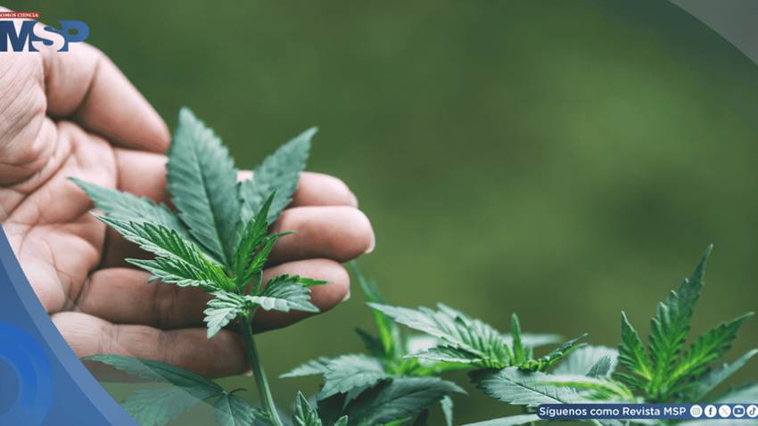 Consumo de cannabis en la adolescencia podría afectar el desarrollo de la memoria y funciones cognitivas