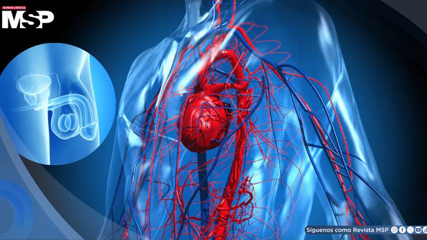 ¿Disfunción eréctil? Podría ser alerta temprana de riesgo cardiovascular en hombres mayores de 40 años
