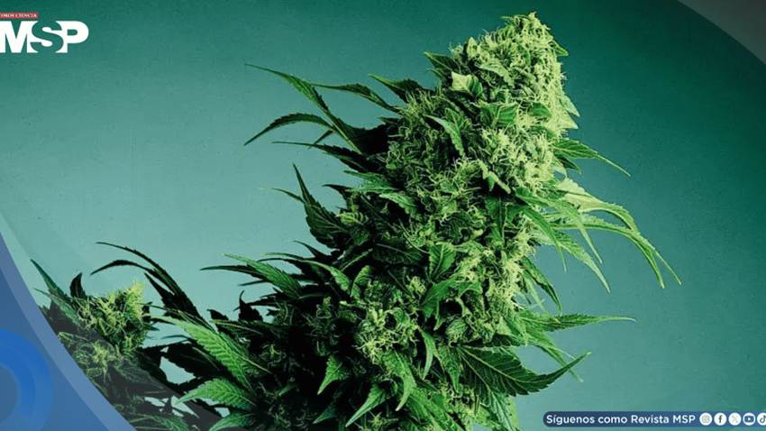 Marcas de cannabis usan redes sociales para promover su consumo con pocas advertencias de salud