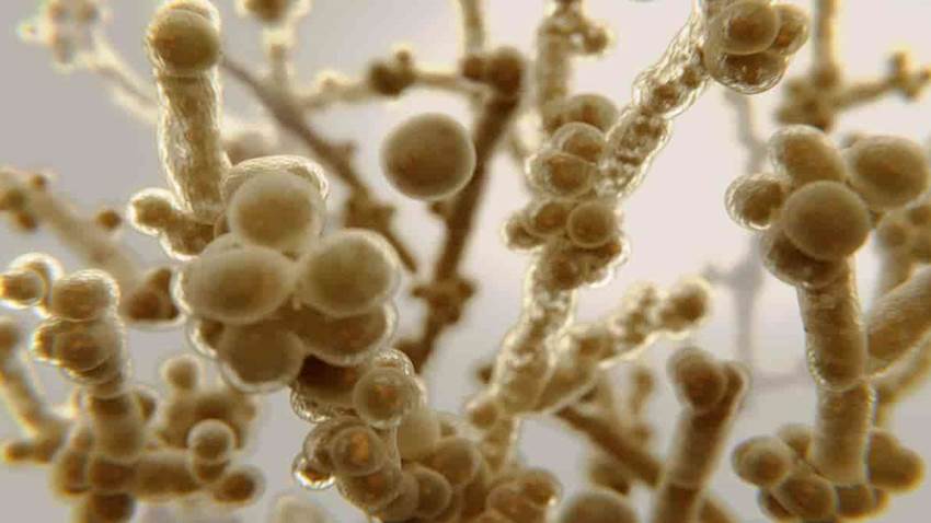 Candida auris: El hongo resistente a los antibióticos