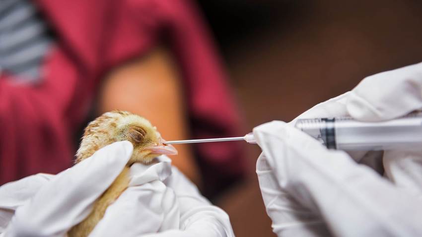 Detectan el primer contagio de gripe aviar H10N3 en humanos