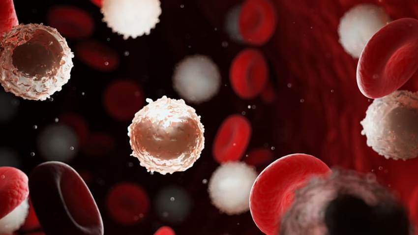 Cáncer en la sangre: las células T pueden combatir el Covid-19