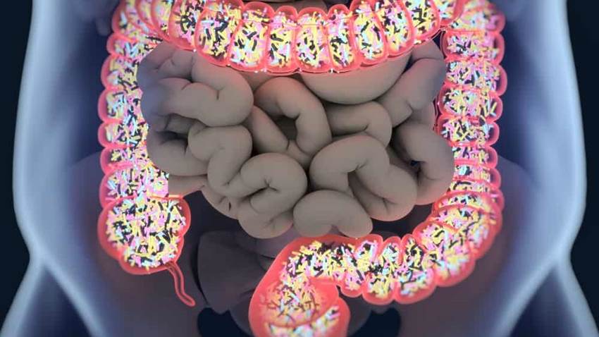 Los desbalances de la flora intestinal pueden influir en el deseo de hacer ejercicio, afirma estudio