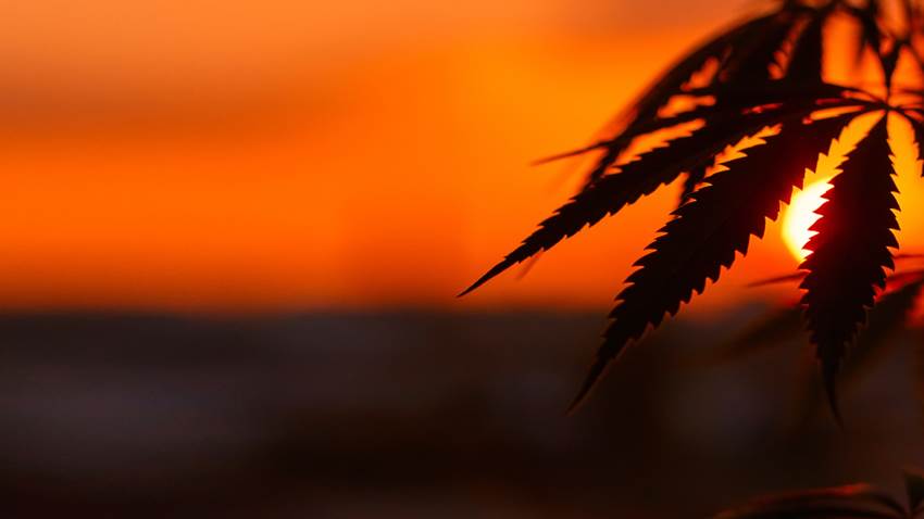 Cultivar cannabis en grandes cantidades afecta el medio ambiente más que las minas de carbón