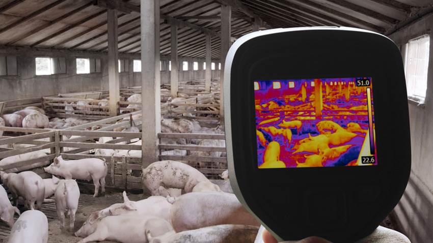 Transmisión del coronavirus porcino en el humano sería “inevitable”