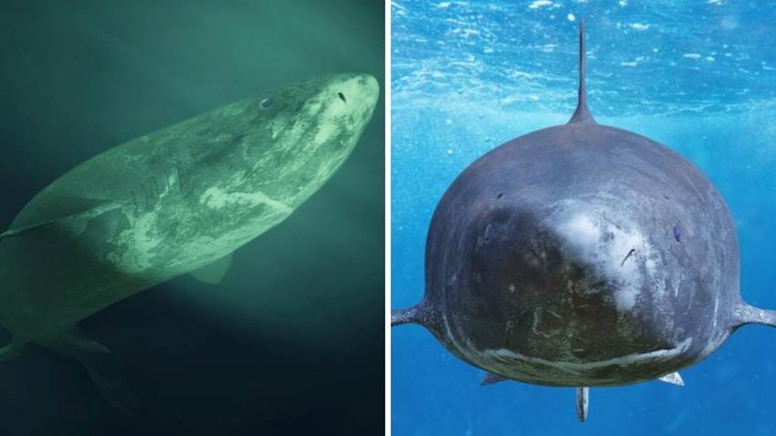 Conoce a la bestia milenaria que todavía ronda el mar de Groenlandia: es enorme