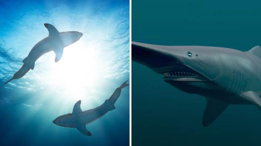 Un tiburón africano podría devorarte de una mordida: da más miedo que el tiburón blanco
