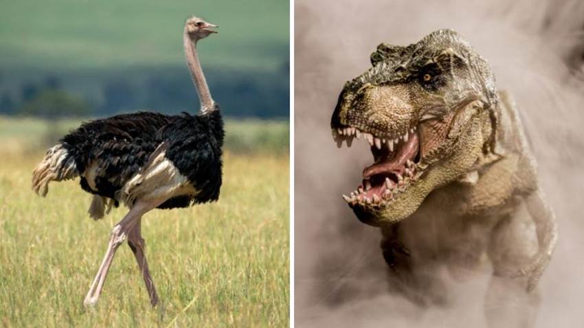 El Tiranosaurio no era cómo lo imaginamos: era ridículo y parecía un avestruz gigante