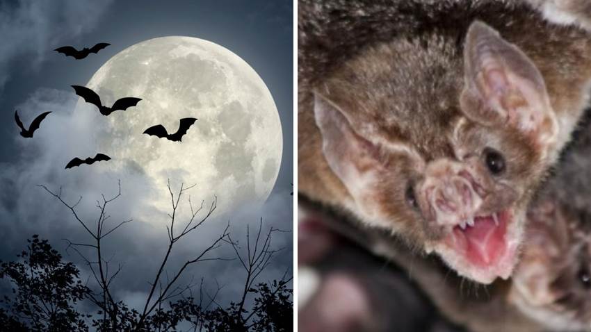 Un vampiro gigante habitó en Argentina y el fósil fue encontrado por arqueólogos