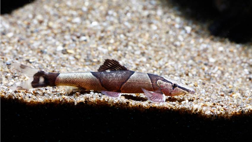 Un grupo de peces podría salir del agua y empezar a caminar en cualquier momento, ¿los conoces?