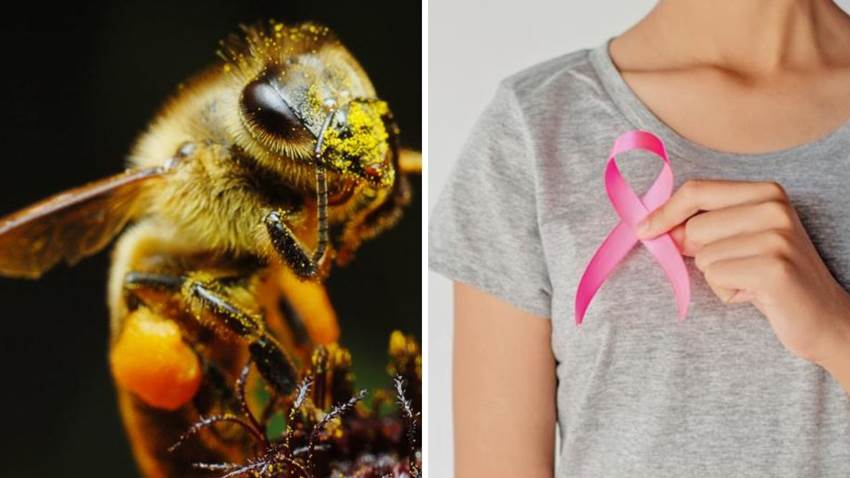 Las abejas ayudan a enfrentar el cáncer de mama: te contamos qué descubrió la ciencia