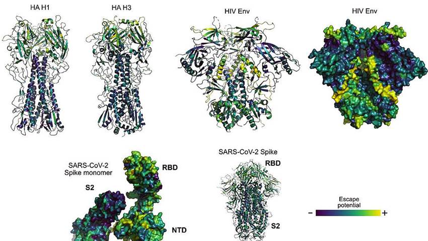 Algoritmos para estudiar el lenguaje ayudan a predecir mutaciones del coronavirus